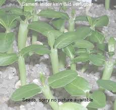 Image result for Eucomis zambesiaca