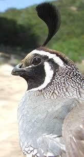 Maybe you would like to learn more about one of these? The California Quail Callipepla Californica
