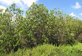 Image result for Rhizophora racemosa