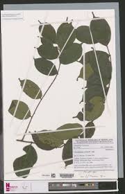 Image result for Chrysophyllum welwitschii