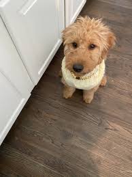 We did not find results for: Goldendoodle Puppies For Sale Atlanta Ga 360962