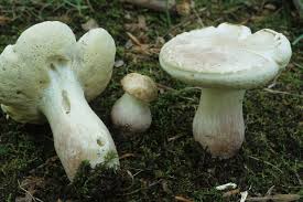 Image result for Boletus separans