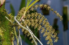 Image result for Tridactyle tricuspis