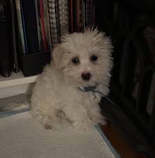 Pedro, give me (doggy) strength! : r/Pedro_Pascal