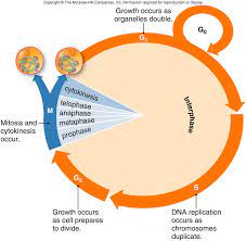 Module 2 Part C Cell Division And Reproduction Cell Cycle Cell Division Organelles