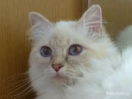Pin On Sacred Birman Colors