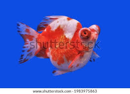 Aquariums with high nitrate levels can cause fish to develop the illness. Shutterstock Puzzlepix