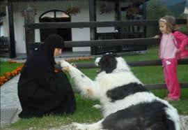 The race was developed in bucovina, a region in the north of romania. De Ce Iubim Crb
