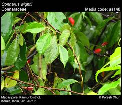 Image result for Connaraceae