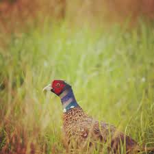 Farbenpracht Im Feld Naturmensch Naturliebe Fasan Wildtier Vogelfreund Vogelbeobachtung Wild Wildlife Wildphotography Draussenkind Draussen Wilde Resim