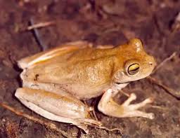 Image result for Cryptolepis hypoglauca