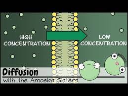 We would like to show you a description here but the site won't allow us. Amoeba Sisters Diffusion Worksheet Jobs Ecityworks