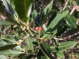 Image result for Allophylus