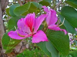 Image result for Bauhinia purpurea