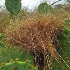 In modern english, the term cactus' properly refers to plants belonging to the family cactaceae. Pdf Cactus Wren Nest Characteristics In South Texas