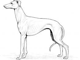 Whippet Coloring Page Super Coloring Dog Coloring Page Whippet Coloring Pages