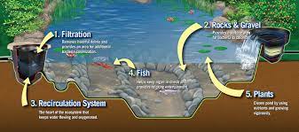 Thankfully, homeowners have several options. Do Koi Ponds Attract Mosquitoes Carters Nursery Pond Patio Jackson Tn Carter S Water Garden