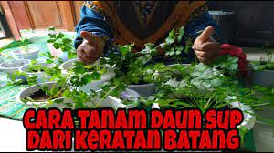 Kebiasaannya ramai yang tanam sampai tenggelam batang. Cara Tanam Daun Sup Dari Keratan Batang Youtube