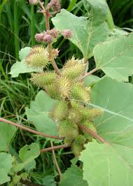 Image result for Xanthium