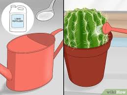 Because it is so close to the ocean, the sonoran desert. How To Water A Cactus 12 Steps With Pictures Wikihow