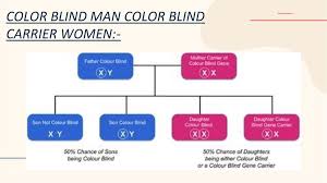 Given the evident preference of this condition for the male sex, there has always been a false belief that color blindness does not affect women. Color Blindness Online Presentation