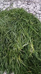 Image result for Elionurus muticus