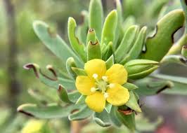 Image result for Surianaceae