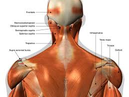 The neck is connected to the upper back through a series of seven vertebral segments. The Ultimate Guide To Back Spasms