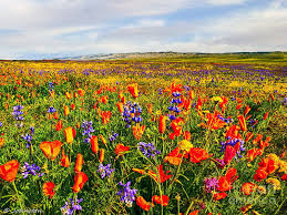 We did not find results for: Mesmerizeing Antelope Valley Poppy Reserve Charismatic Planet