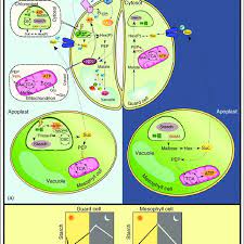 This review examines evidence for and against a role of guard cell chloroplasts in stimulating stomatal opening. A Guard Cell Metabolism During Day And Night Conditions During The Download Scientific Diagram