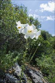 Lilium Candidum Wikipedia In 2021 Lilium Plants Flowers