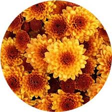 Orange flower svg vector file, vector clip art svg file. 27 Types Of Orange Flowers Proflowers Blog