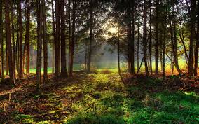 Yakushima Forest In High Definition