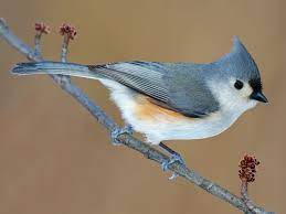 Check spelling or type a new query. Tufted Titmouse Ebird