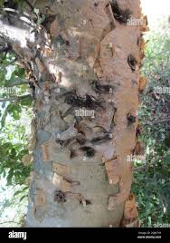 Image result for Commiphora angolensis