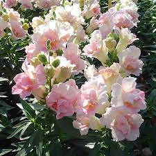 Maybe you would like to learn more about one of these? Antirrhinum Majus Twinny Appleblossom F1 A Leading Supplier Of Vegetable Seeds In Essex Uk Grow Your Own Vegetable Seeds Kingsseeds Com