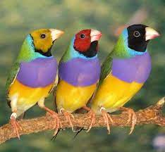 cheerful rainbow colors panosundaki pin