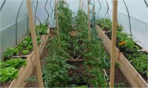 Pourquoi Cultiver Sous Serre Mon Potager En Carres Carre Potager Jardin Potager Cultiver