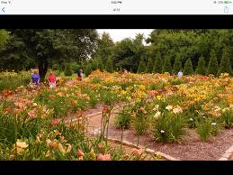 Day Lily Garden At Nathaniel Greene Park Springfield Mo Pretty Gardens Famous Gardens Lily Garden