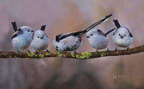 Download the perfect bird group pictures. Hd Wallpaper Germany Long Tailed Tits In Erding 2017 Bing Deskt Bird Group Of Animals Wallpaper Flare