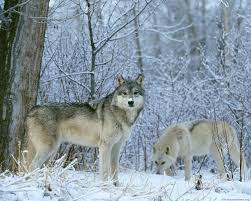 Find the best ice wolf wallpaper on getwallpapers. Winter Wolves Wallpapers 4k Hd Winter Wolves Backgrounds On Wallpaperbat