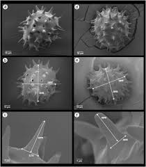 Image result for Hibiscus sidiformis