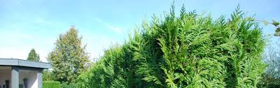 Hecke schneiden wann erlaubt wann verboten vogelschutz hecke zurückschneiden rückschnitt wir hatten eine hecke zu schneiden, ca 6 m hoch und fast 700 meter lang.sie sollte um etwa 3. Thujahecke Schneiden
