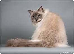 regdoll foto regdollov koshki zhivotnye fotografii