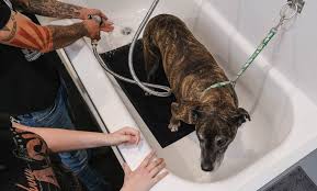 Since 2010, we have been grooming the pets from families in our local area. Swanky Paws Pet Spa Up To 50 Off Lawrenceville Ga Groupon