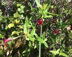Image result for Jasminum beesianum