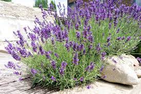 Der lavendel ist ziemlich anspruchslos, was seinen untergrund anbelangt. Echter Lavendel Die 25 Besten Lavendelsorten Plantura