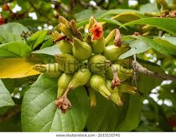 Image result for Cordia sp.A.