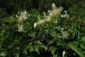Image result for Clematis brachiata