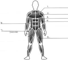 Diagram Of Muscular System Muscles Unlabeled Diagram Muscular System Blank Diagram Anatomy Koibana Info Muscular System Muscular System Labeled Human Body Muscles